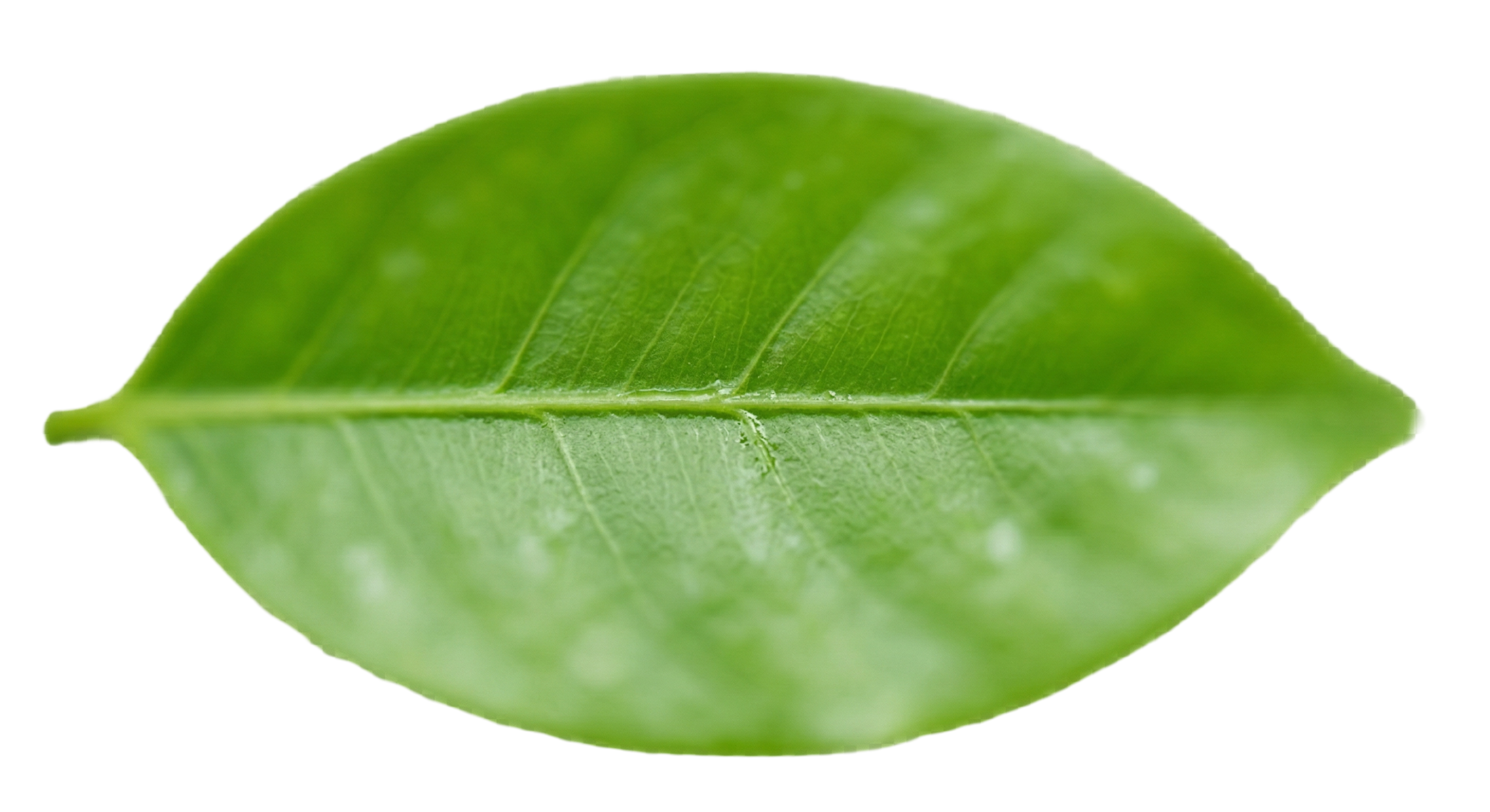 leaf background