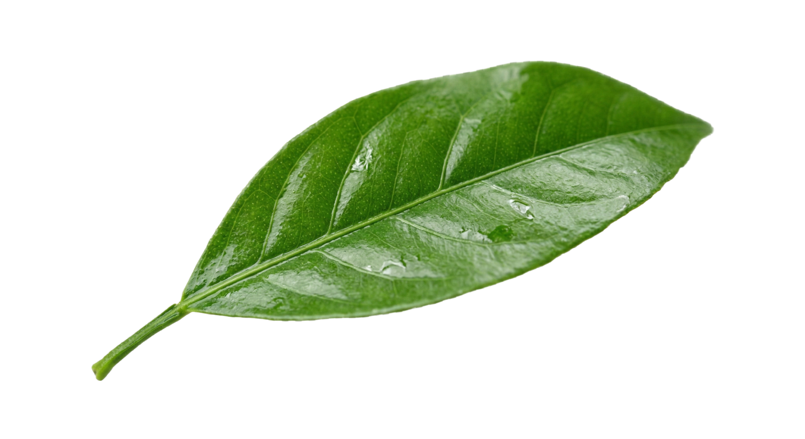 leaf background