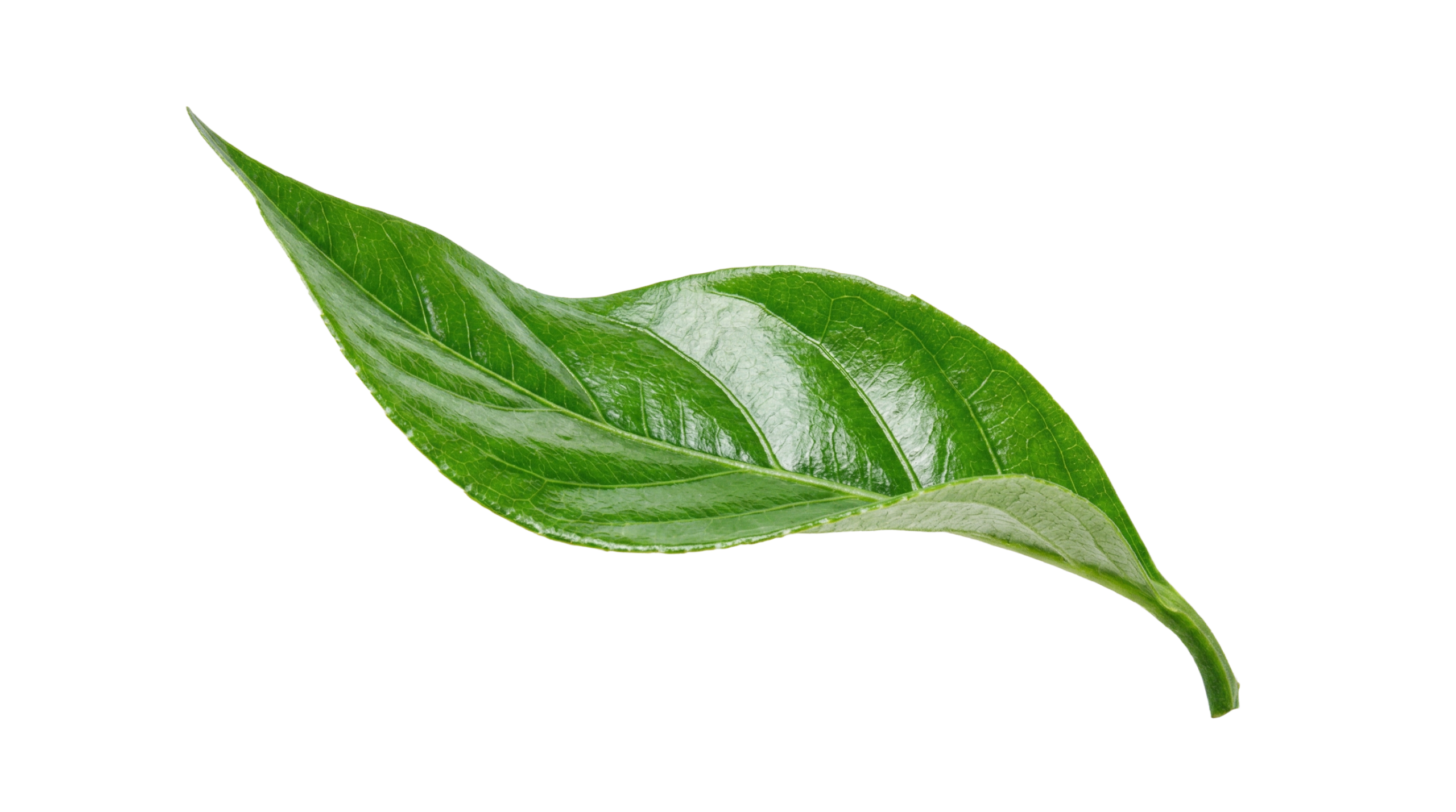 leaf background